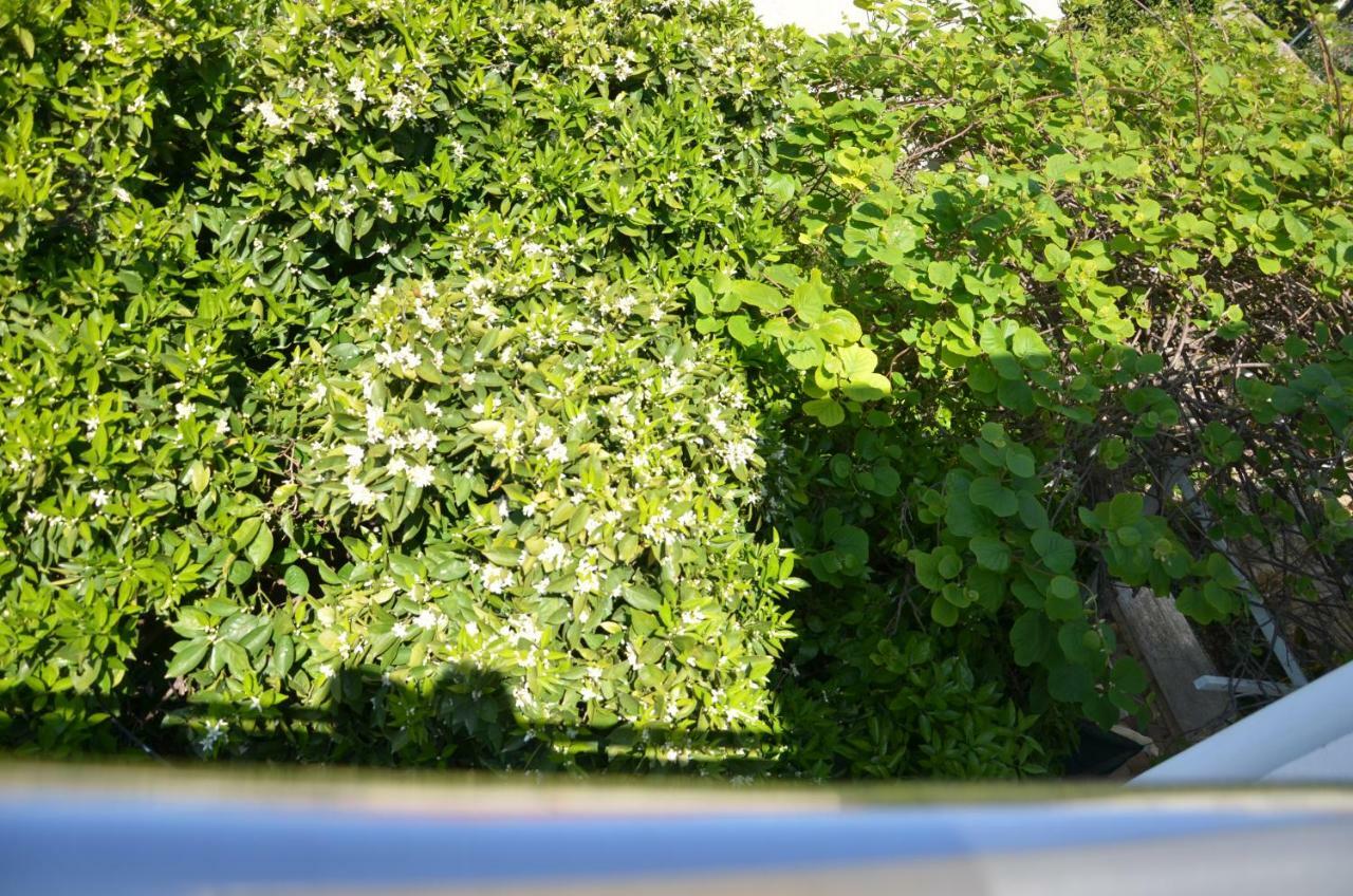 Apartment Jure Trogir Ngoại thất bức ảnh
